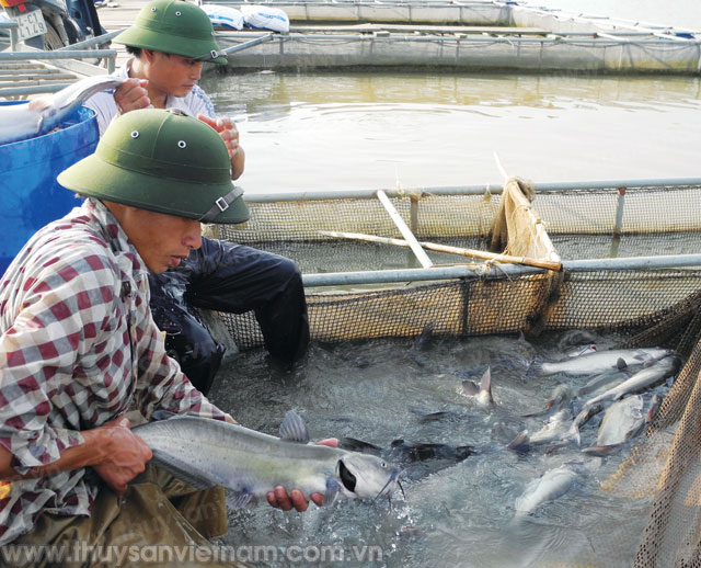 Đảm bảo an toàn thực phẩm và bảo vệ môi trường nơi nuôi cá lồng/bè nước ngọt