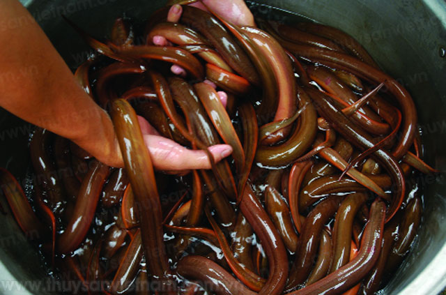 Bình Định: Nhân rộng mô hình nuôi lươn không bùn