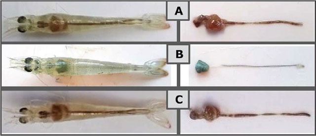 biểu hiện lâm sàng của tôm sau 48 giờ gây cảm nhiễm vi khuẩn Vibrio parahaemolyticus