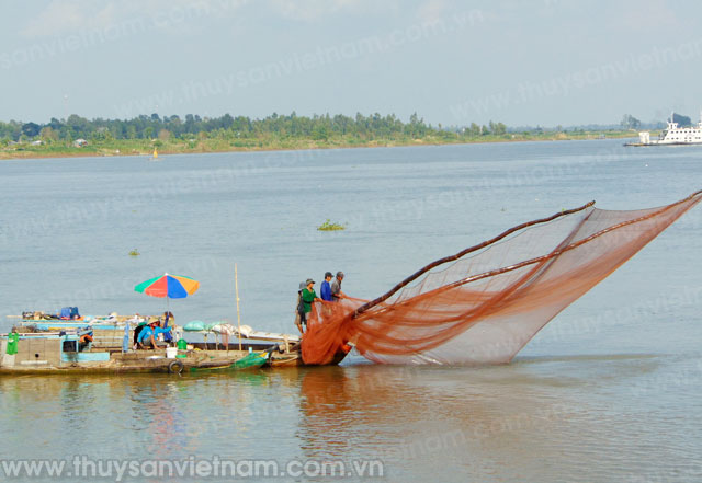 bắt cá linh non