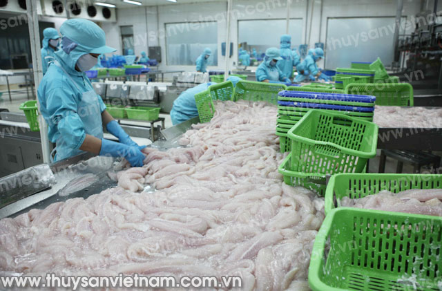 Chế biến cá tra Việt Nam xuất khẩu - Ảnh: An Đăng