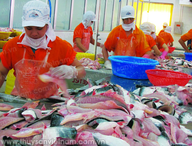 Xuất khẩu cá tra ngày càng giảm