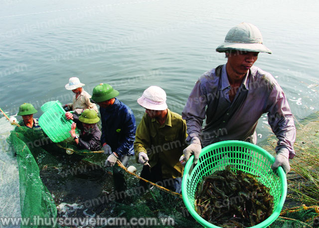 Nước, điện là những yếu tố quan trọng trong nuôi tôm - Ảnh: Thanh Ngân