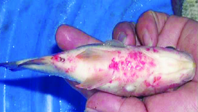 Phòng trị bệnh viêm ruột trên cá rô phi
