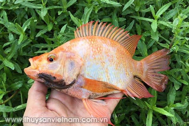 Dịch bệnh do Tilapia lake virus (TiLV) gây ra trên cá rô phi