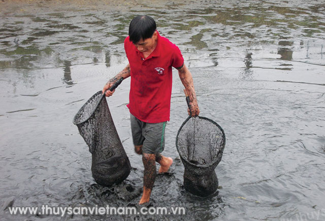 Quảng Nam: Nuôi cá lóc làm giàu