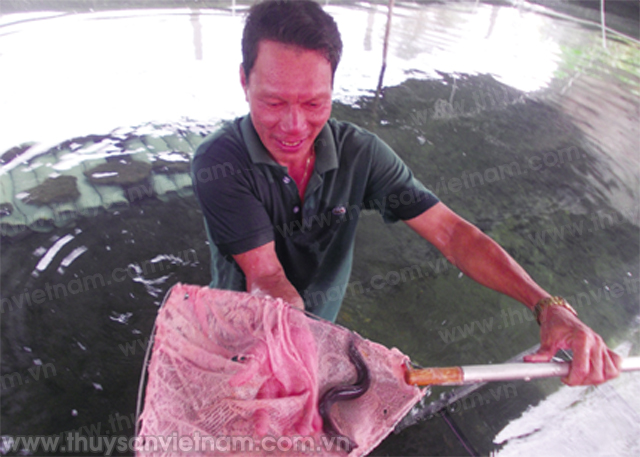 Quảng Nam: Hướng đi mới nuôi cá chình trong bể xi măng