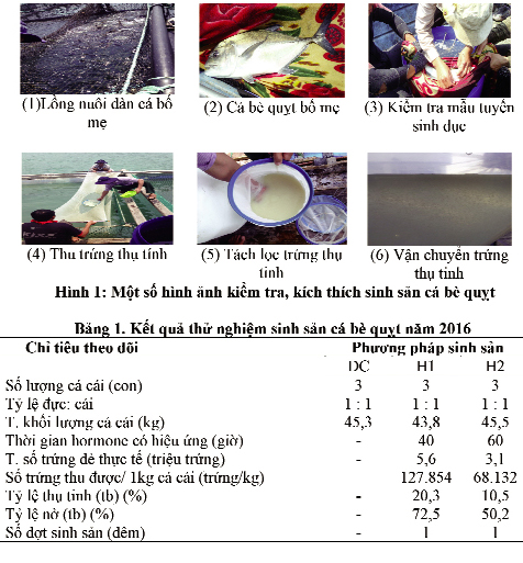 thử nghiệm sinh sản cá quỵt