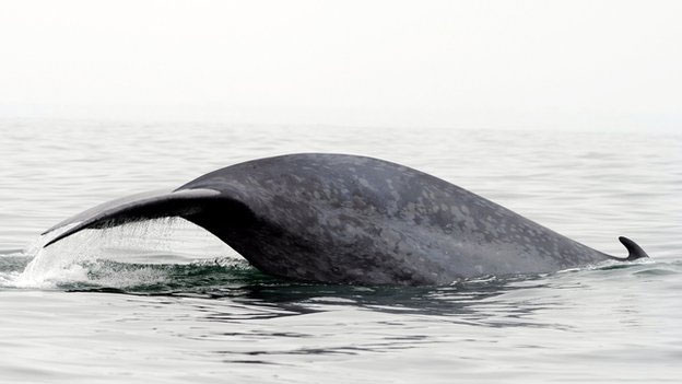 Các nhà khoa học sử dụng vệ tinh để đếm chính xác số cá voi