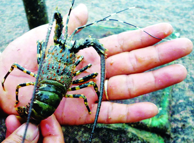 Trên địa bàn phường có 87 hộ nuôi tôm hùm, với hơn 1.000 lồng, trong đó chủ yếu là tôm hùm xanh Trên địa bàn phường có 87 hộ nuôi tôm hùm, với hơn 1.000 lồng, trong đó chủ yếu là tôm hùm xanh