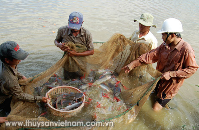 Chuỗi cung ứng thủy sản được phổ biến đảm bảo an toàn thực phẩm