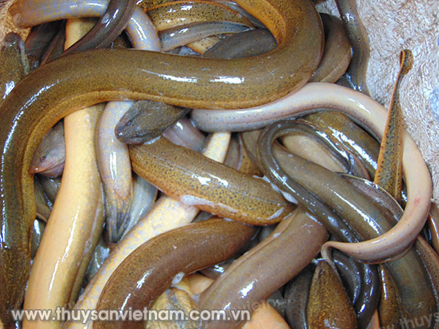 Mô hình nuôi lươn không bùn tiết kiệm nhiều chi phí, dễ quản lý, chăm sóc