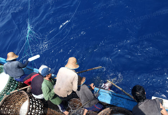 Tổng sản lượng đánh bắt cá ngừ đại dương của tỉnh đạt 3.446 tấn