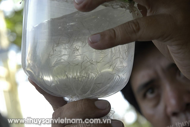 Các địa phương chủ động triển khai Kế hoạch giám sát dịch bệnh đối với cơ sở sản xuất tôm giống