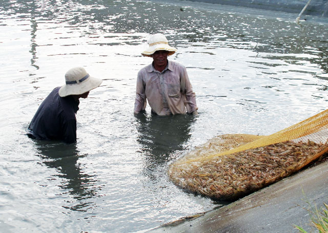 Người nuôi tôm có lãi 70 - 80 triệu đồng/ha