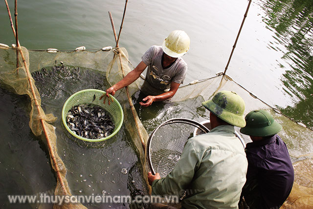 Cá rô phi Cát Phú có năng suất, chất lượng, đảm bảo an toàn thực phẩm