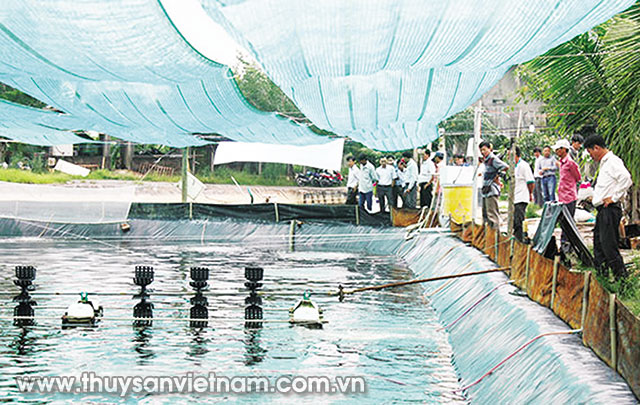 Xây dựng Khu nông nghiệp công nghệ cao chuyên ngành thủy sản tại huyện Cần Giờ
