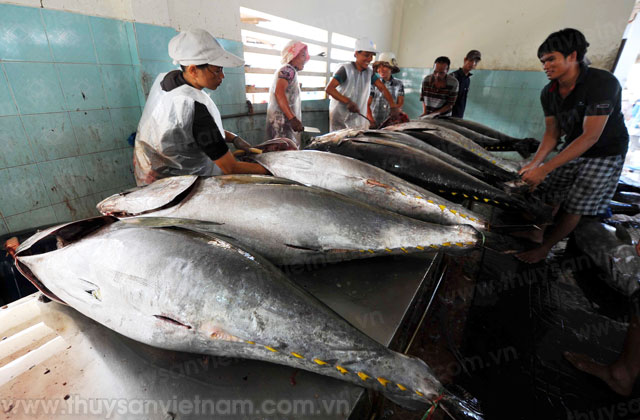 Phú Yên: Thực hiện chuỗi liên kết cá ngừ đại dương thứ 2