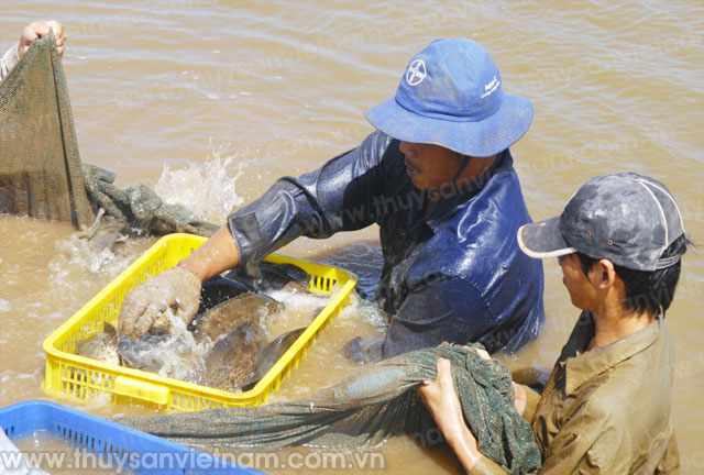 Cá bống mú cho giá trị kinh tế cao