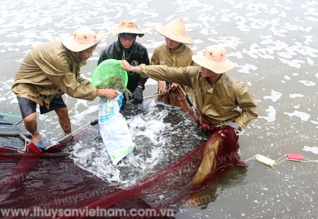 thu hoạch tôm tại hợp tác xã nuôi trồng thủy sản xuân thành thu hoạch tôm tại hợp tác xã nuôi trồng thủy sản xuân thành