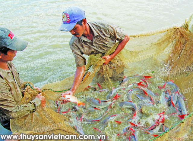Mô hình nuôi cá lăng nha thương phẩm 