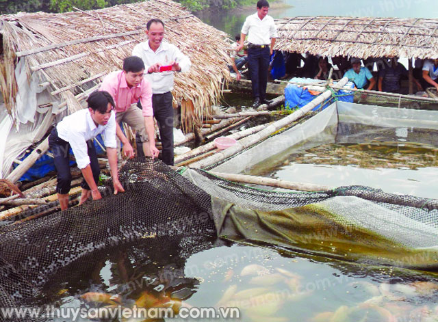 nuôi cá điêu hồng lồng bè
