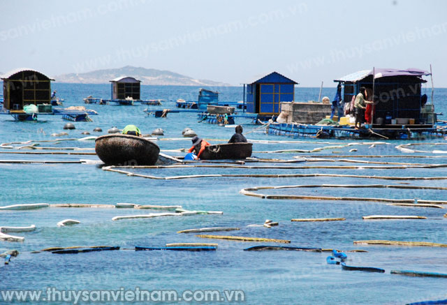Tôm hùm bị chết, giá cả thì bấp bênh khiến nhiều hộ thua lỗ nặng Tôm hùm bị chết, giá cả thì bấp bênh khiến nhiều hộ thua lỗ nặng