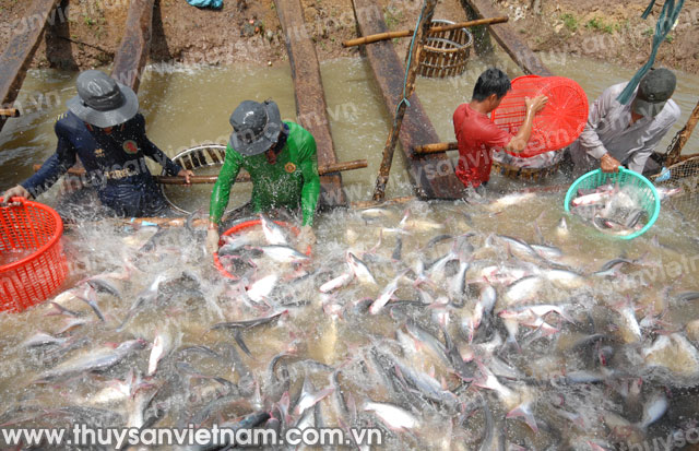 sản xuất cá tra đbscl