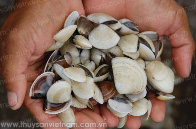 Nuôi trồng thúc đẩy xây dựng thương hiệu ngao sạch nhằm đẩy mạnh tiêu thụ