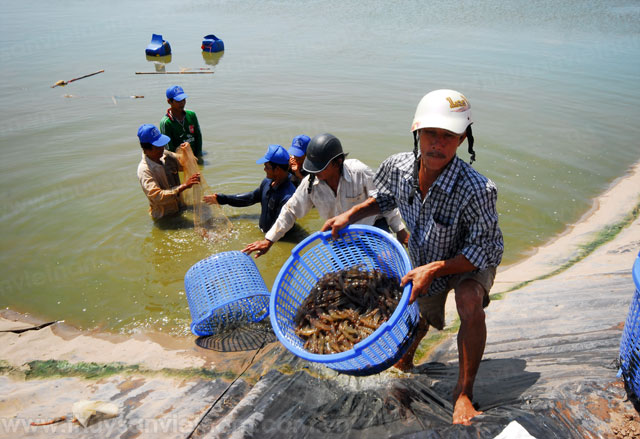 Nông dân chuyển qua nuôi thủy sản và thí điểm nuôi Artemia