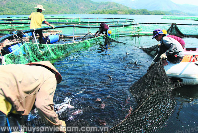 Phát huy tiềm năng, khai thác lợi thế, tỉnh đã có các chính sách hỗ trợ phát triển nghề nuôi cá lồng