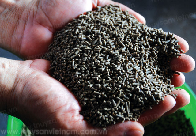 Quản lý chặt chẽ thức ăn chăn nuôi chứa kháng sinh