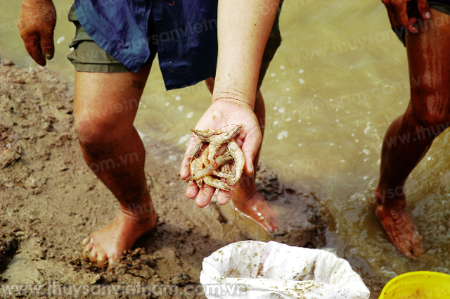 Xã Ninh Hòa có 20 triệu tôm sú, hơn 1 tỷ tôm thẻ chân trắng; 700 triệu ốc hương hơn và một số giống thủy sản khác