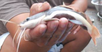 Bắt được cá lạ trên sông Sài Gòn – Tạp chí Thủy sản Việt Nam