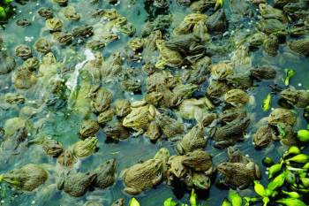 Hiệu quả nuôi ếch, cá lóc bằng thức ăn công nghiệp – Tạp chí Thủy sản Việt Nam