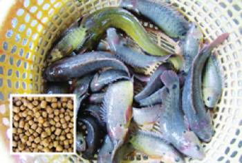 Sử dụng thức ăn công nghiệp nuôi cá rô đồng – Tạp chí Thủy sản Việt Nam