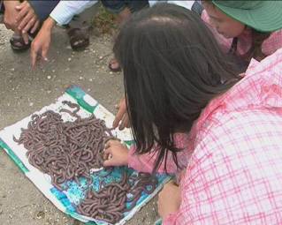 Một số lưu ý khi nuôi thương phẩm sá sùng tại Bình Định  Aquaculture