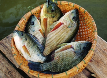 Chuyên đề Cá rô phi - Bài 3: Cá rô phi: Dễ nuôi, dễ bán, dễ xuất khẩu – Tạp chí Thủy sản Việt Nam
