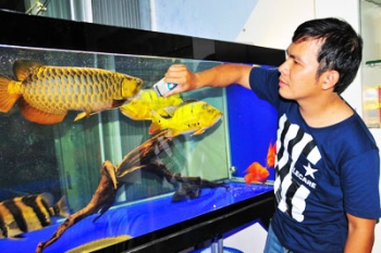 Thú nuôi cá Rồng – Tạp chí Thủy sản Việt Nam