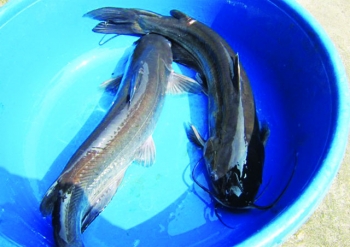 Phát triển nghề nuôi cá nheo Mỹ – Tạp chí Thủy sản Việt Nam