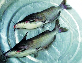 Tiềm năng phát triển nuôi cá ngạnh – Tạp chí Thủy sản Việt Nam