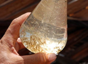 cách nuôi artemia nước ngọt