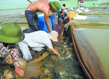 Kiếm tiền tỷ nhờ nuôi cá giòn ở Hải Dương – Tạp chí Thủy sản Việt Nam