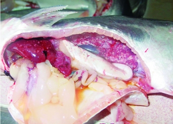 Làm thế nào để chẩn đoán bệnh gan thận mủ trên cá tra?
