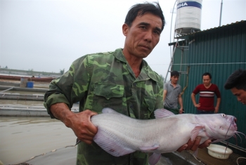 Cá nheo Mỹ dậy sóng sông Kinh Thầy – Tạp chí Thủy sản Việt Nam