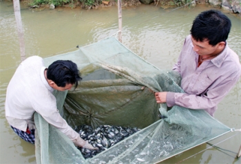 Lịch sử lai tạo và chọn giống cá rô phi – Tạp chí Thủy sản Việt Nam