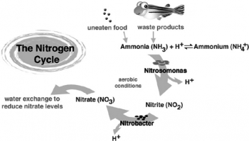 Nhóm vi khuẩn nitrat hóa (Nitrosomonas, Nitrobacter…) được sử dụng như thế nào trong xử lý nước?
