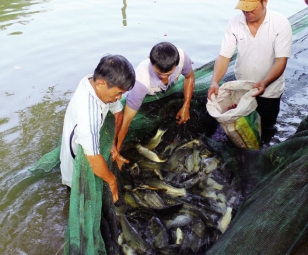 Quy trình nuôi cá chép V1 – Tạp chí Thủy sản Việt Nam