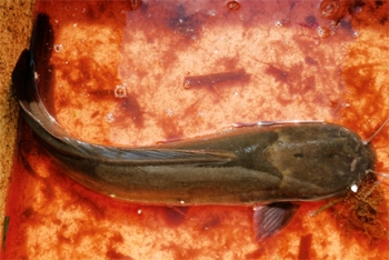 Thử nghiệm ương nuôi cá nheo trên lòng hồ thủy điện Sơn La – Tạp chí Thủy sản Việt Nam