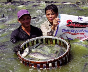 Hiệu quả luân canh tôm thẻ chân trắng - cá rô phi – Tạp chí Thủy sản Việt Nam